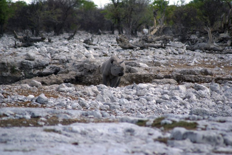 p (569).JPG - Black Rhino in Etosha                     
